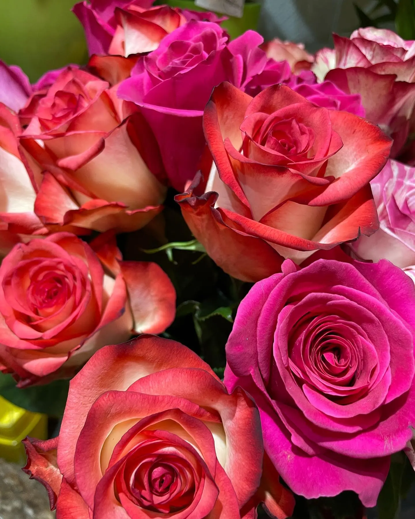 Rosen im Eimer, Nahaufnahme
