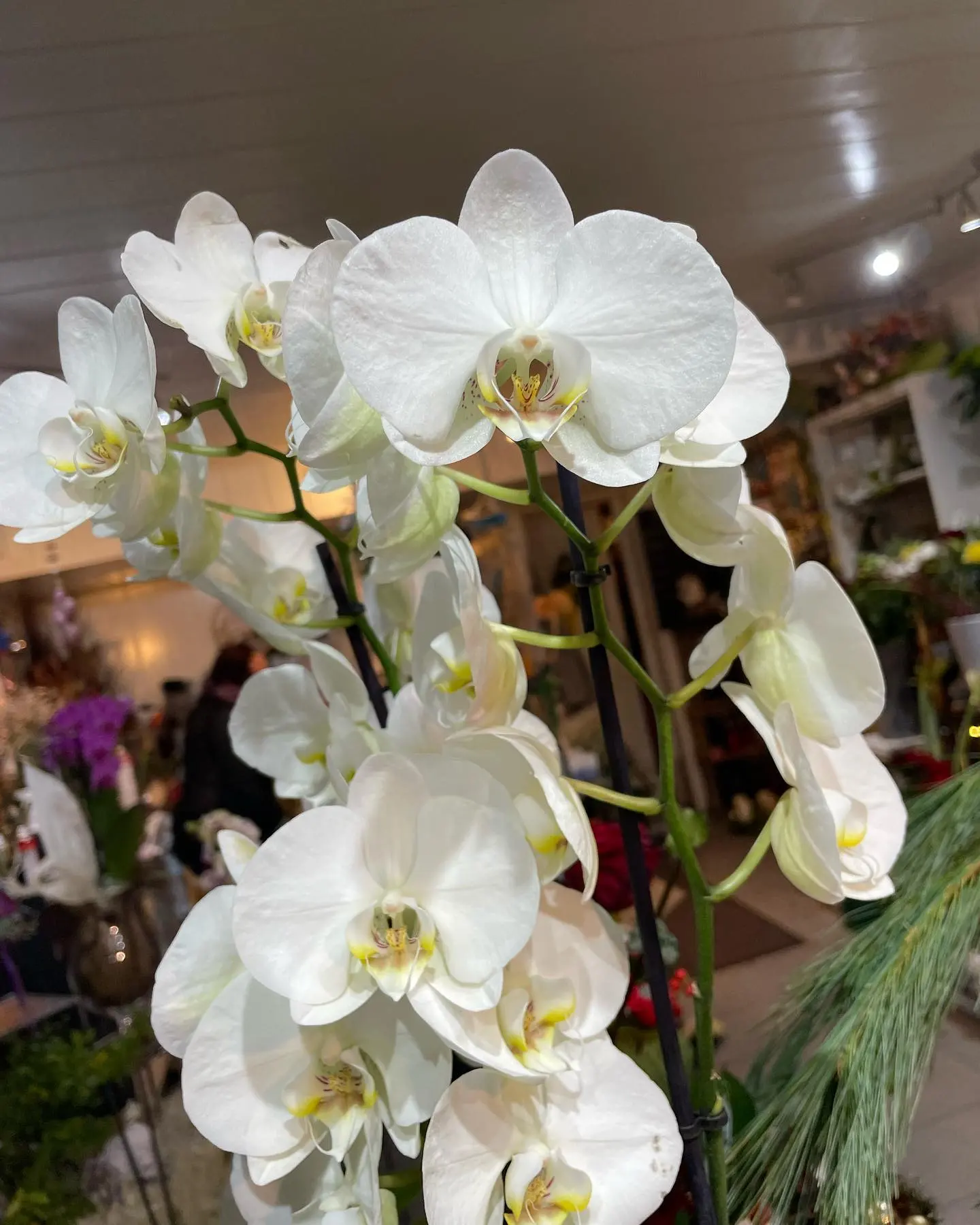 Weiße Phalaenopsis-Orchidee im Laden
